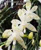 Phal. tetraspis Mr Huang